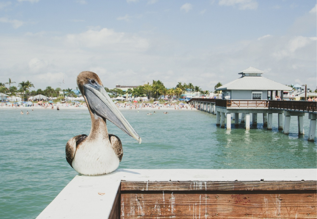 a pelican resting on the dock